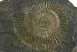 Fossil Ammonite Cluster - Posidonia Shale, Germany #350859-1